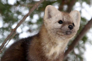 Sable - állati taiga